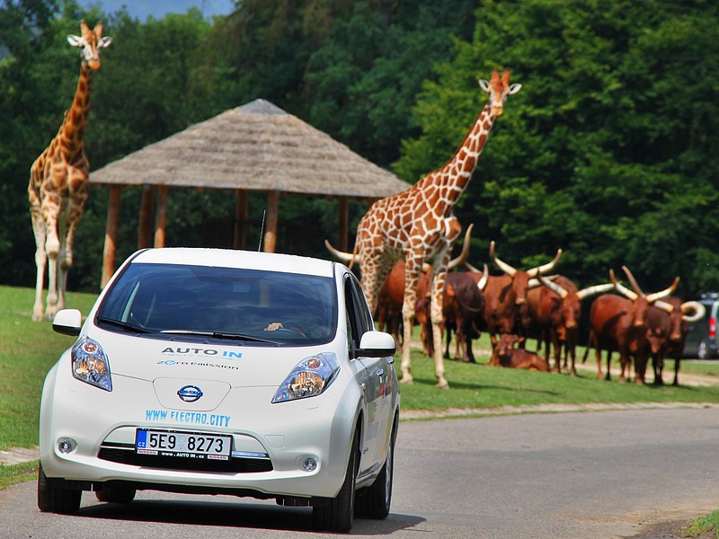 ZOO Dvůr Králové a Nissan představily projekt E-safari